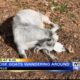 Loose goats wonder around Tupelo