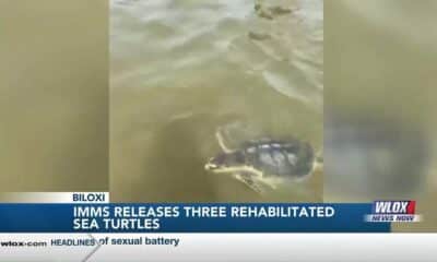 IMMS releases three rehabilitated sea turtles