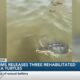 IMMS releases three rehabilitated sea turtles