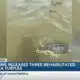 IMMS releases three rehabilitated sea turtles