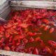 Crawfish prices begin to fall