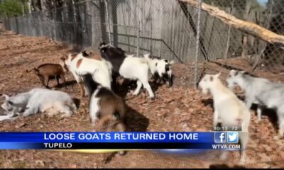 Thursday – Loose goats returned home in Tupelo