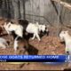 Thursday – Loose goats returned home in Tupelo
