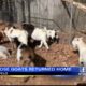 Thursday - Loose goats returned home in Tupelo