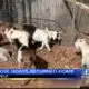 Thursday - Loose goats returned home in Tupelo