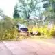 Cars stuck in fallen trees