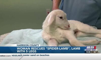 Wiggins woman rescues "Spider-Lamb", lamb with five legs