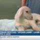 Wiggins woman rescues "Spider-Lamb", lamb with five legs