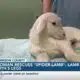 Wiggins woman rescues "Spider-Lamb", lamb with five legs