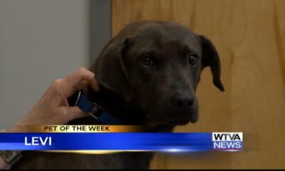 Pet of the Week - Levi