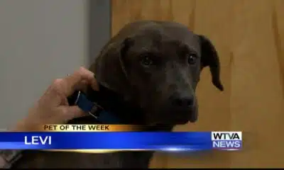 Pet of the Week - Levi