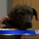 Pet of the Week - Levi