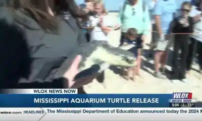 HAPPENING THURSDAY: Mississippi Aquarium releases rehabbed sea turtles