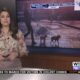 Dog Walk Forecast for April 2 - Rox