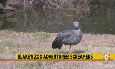 Jackson Zoo Adventures: Screamers