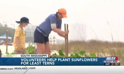 Volunteers help plant sunflowers for least terns