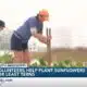 Volunteers help plant sunflowers for least terns