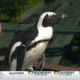 Mississippi Aquarium celebrating all things marine life, including penguins!