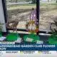 Diamondhead Community Church holds annual flower show