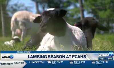 Lambing season at FCAHS