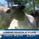 Lambing season at FCAHS