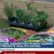 Bel-Aire Elementary School plants garden to promote healthy eating