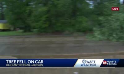 Tree falls on top of car