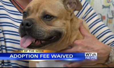 Pet of the Week - Billie