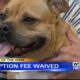 Pet of the Week - Billie