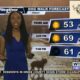 Dog Walk Forecast for April 12 – Cody