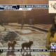 Dog Walk Forecast for April 16th - Shuka & Annie