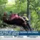 Car ends up on creek bank after Harrison Co. wreck