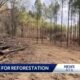 Forest Restoration Program offers help for tree farms