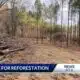 Forest Restoration Program offers help for tree farms