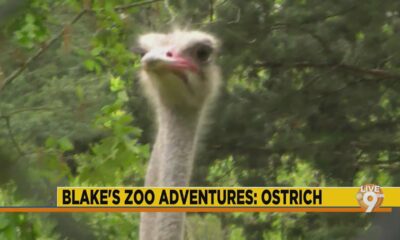 Jackson Zoo Adventures: The Ostrich