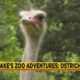 Jackson Zoo Adventures: The Ostrich
