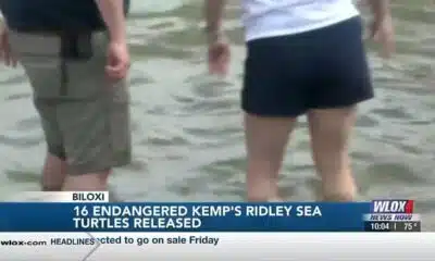 Mississippi Aquarium releases 16 sea turtles after cold-stun recovery