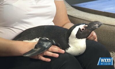 Mississippi Aquarium hosting Penguin House Party on May 3