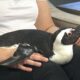Mississippi Aquarium hosting Penguin House Party on May 3