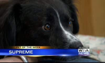 Pet of the Week - Supreme