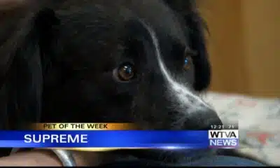 Pet of the Week - Supreme