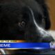 Pet of the Week - Supreme