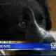 Pet of the Week - Supreme