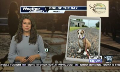 Dog Walk Forecast for April 19 - Luna
