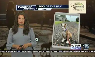 Dog Walk Forecast for April 19 - Luna