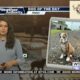 Dog Walk Forecast for April 19 - Luna