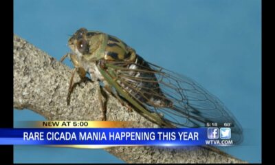 Cicada Mania: Expect a very noisy summer