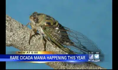 Cicada Mania: Expect a very noisy summer