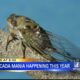 Cicada Mania: Expect a very noisy summer