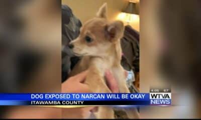 Dog exposed to Narcan will be okay in Itawamba County